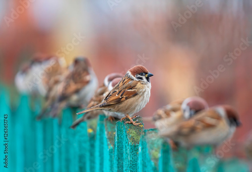 group of funny and angry sparrow birds stand in a row on wooden fence in village