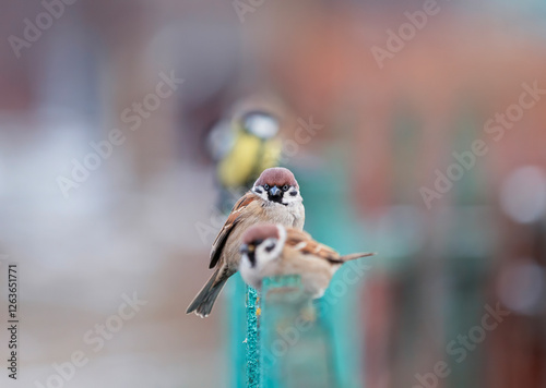 group of funny birds tits and sparrows standing in a row in the garden on a w...