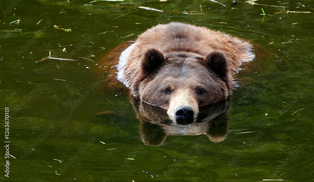 Brown or Grizzly bear (Ursus arctos) relaxes in the water - laying down with chin down on water Brown or Grizzly bear (Ursus arctos) relaxes in the water - laying down with chin down on water