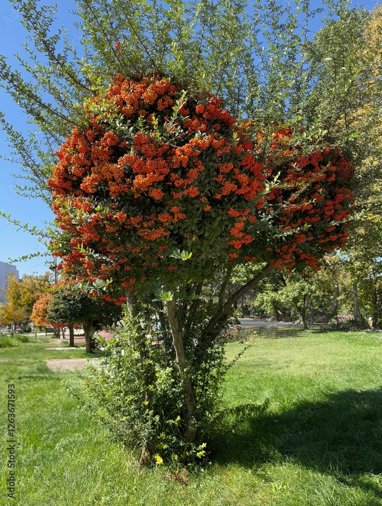 Naklejka premium Close-up of a fruiting shrub called Pyracantha coccinea. Firethorn berries, rosaceae evergreen shrub. Dog apple, China, the scarlet, European species or red firethorn. Small, bright red berries. 