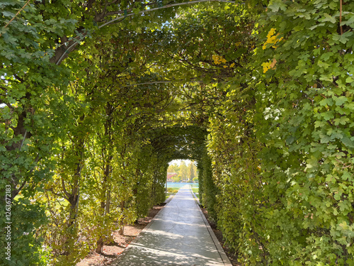 Beautiful green tunnel. Green plant tunnel and turquoise pool at the end of the tunnel. Branches and leaves of the Acer campestre plant form a tunnel. Famous tourist attraction. Park elements. photo