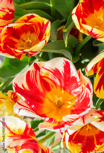 Multi Colored Tulips Up Close photo