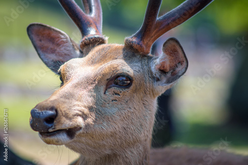 Cute deer in Nara koen park in Nara city, Japan photo