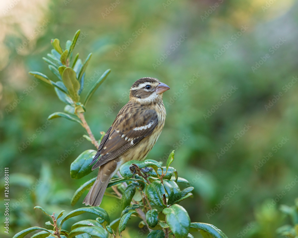 Fototapeta premium A full side view of a muted female Red-breasted Grosbeak in Live Oak Tree