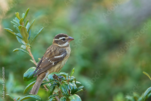 A muted female Red-breasted Grosbeak in Live Oak Tree