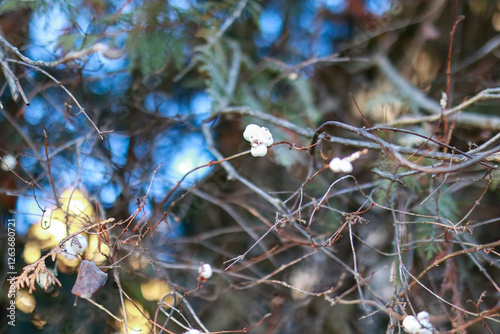 blue tit on a branch