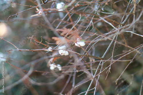 winter branch