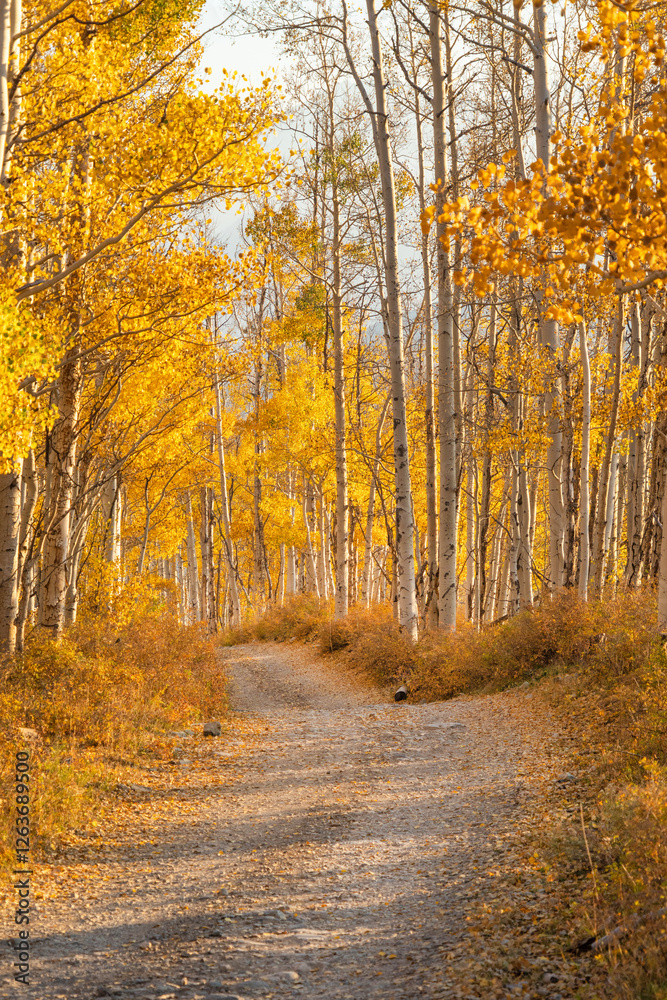 Fototapeta premium Gravel road in fall color Colorado