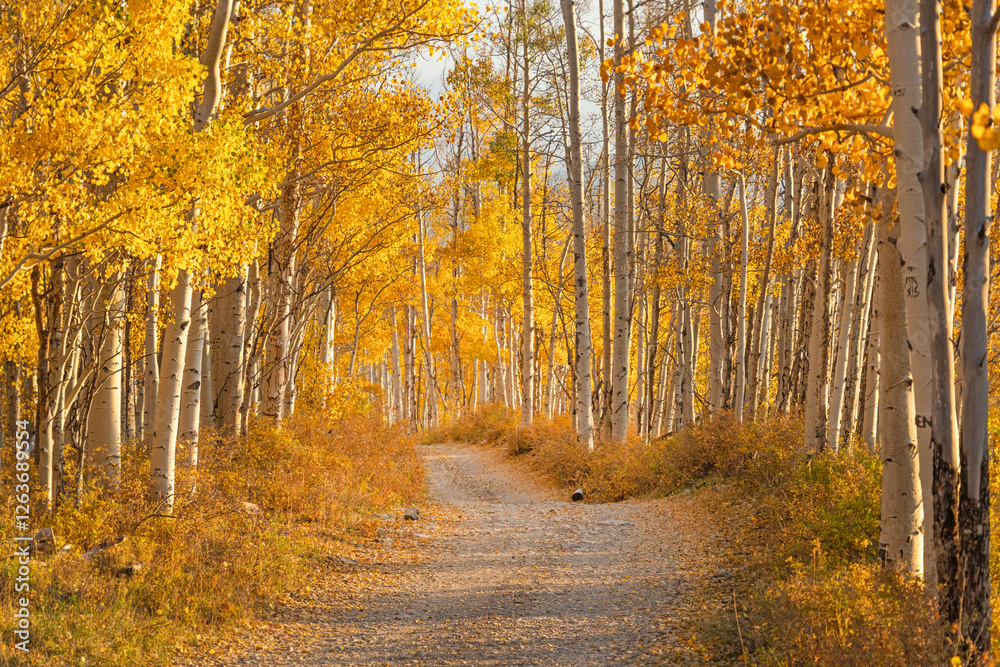 Fototapeta premium Gravel road in fall color Colorado