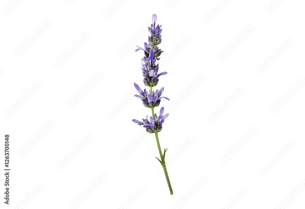 Naklejka premium Lavender flower sprig isolated on white background