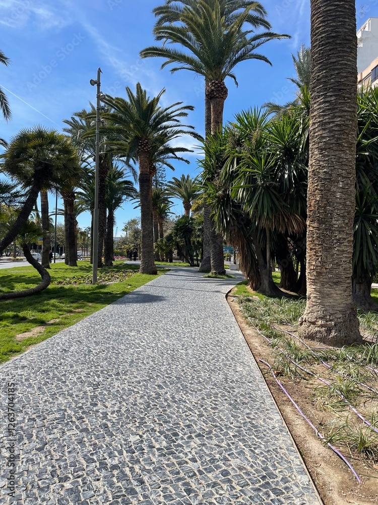 Fototapeta premium palm trees in the park