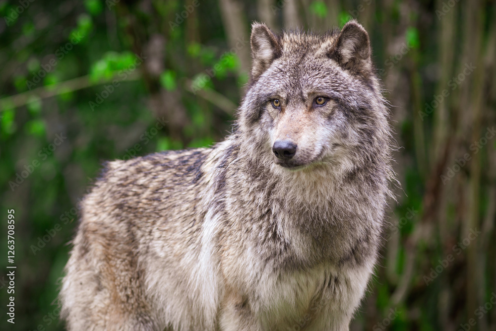 Grey wolf waiting and looking in the forest Grey wolf waiting and looking in the forest
