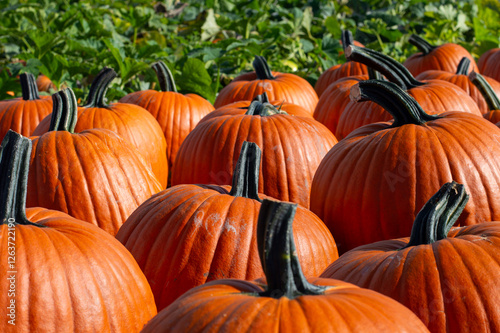 Wallpaper Mural pumpkins in a field Torontodigital.ca