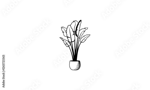 black and white potted ornamental plants