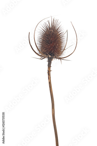 Dry burdock, Teasle (Dipsacus) isolated on white background with clipping path