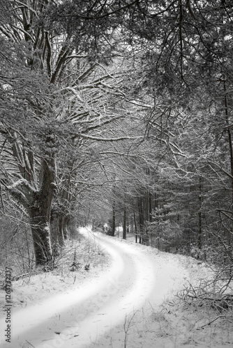 Winter road in the forest. Black and white photo. Beautiful winter landscape