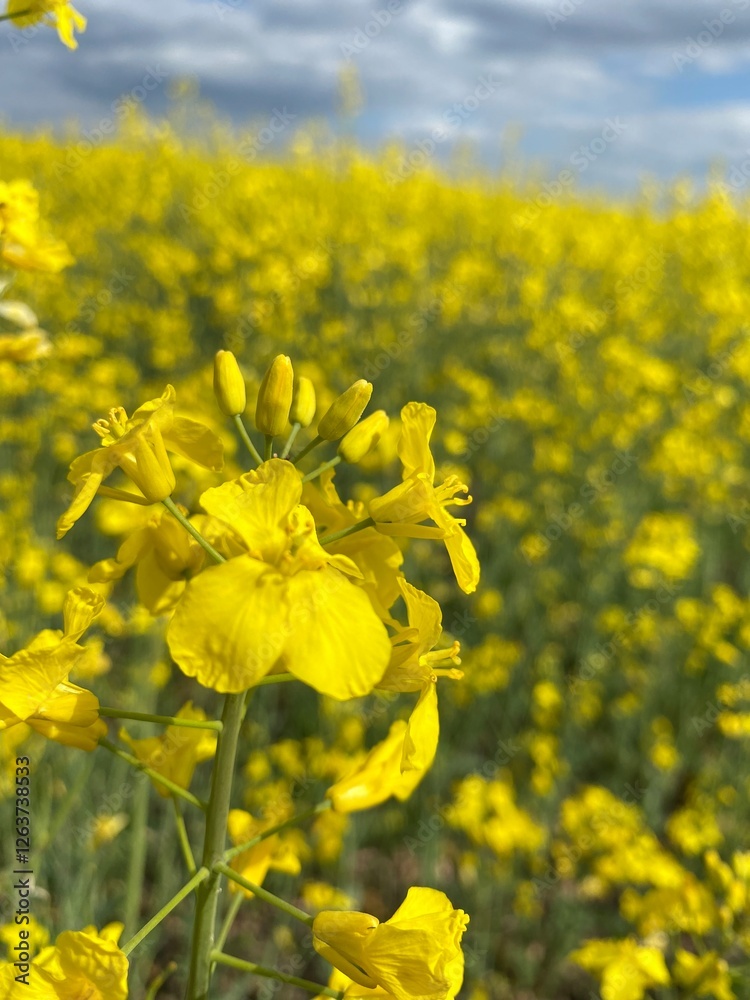 Fototapeta premium rape seed field