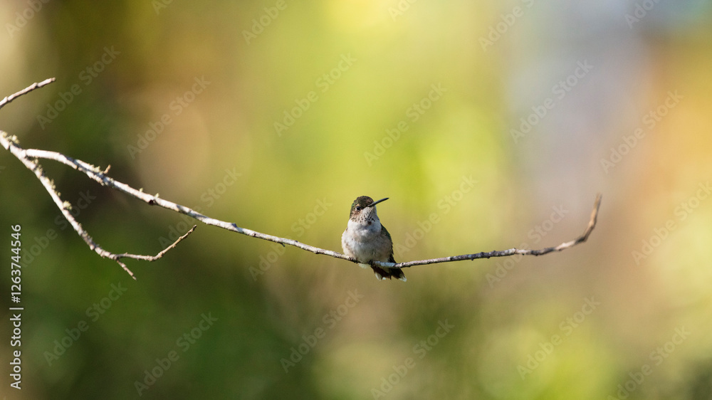 Obraz premium Ruby-throated Hummingbird perching on a bare twig between nectaring