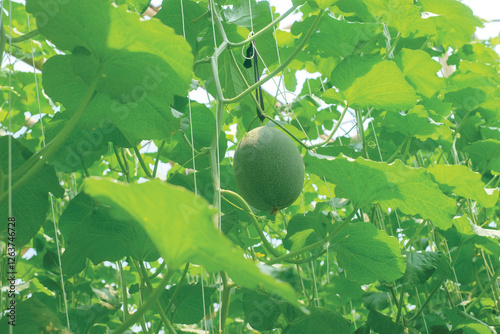 Cantaloup melon growing in greenhouse farm. melon greenhouse modern hydroponic farming.