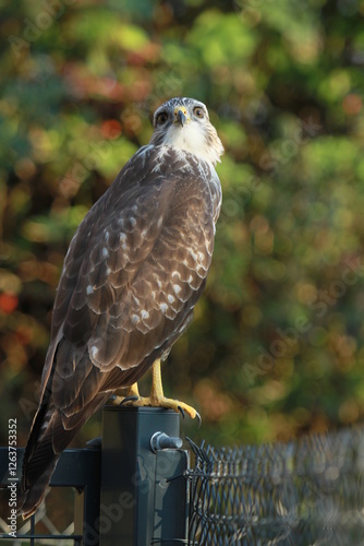 buse variable à l'affût