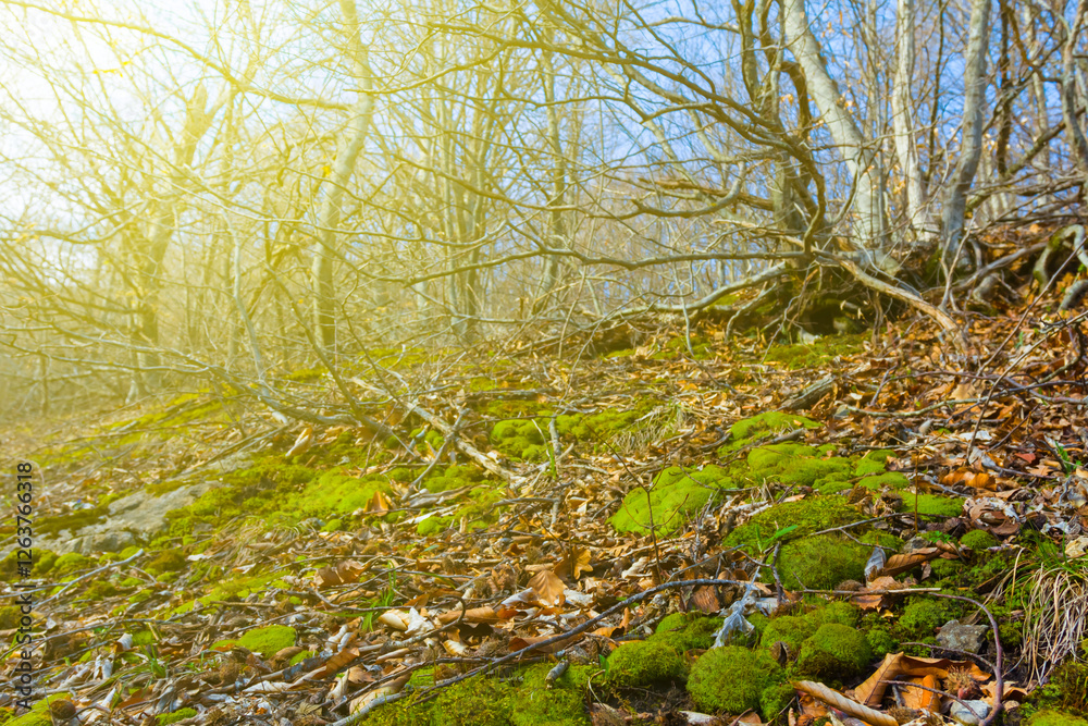 spring forest on mount slope in sunlight spring forest on mount slope in sunlight