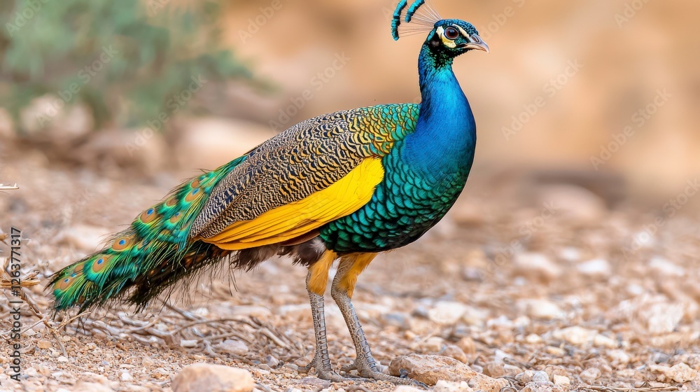 Obraz premium Stunning Peacock Displaying Vibrant Feathers in Natural Desert Habitat Under Warm Sunlight