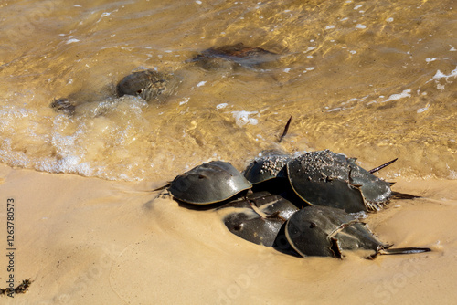 Horseshoe Crab Mating at High Tide on Sandy Beach Along the Gulf of Mexico