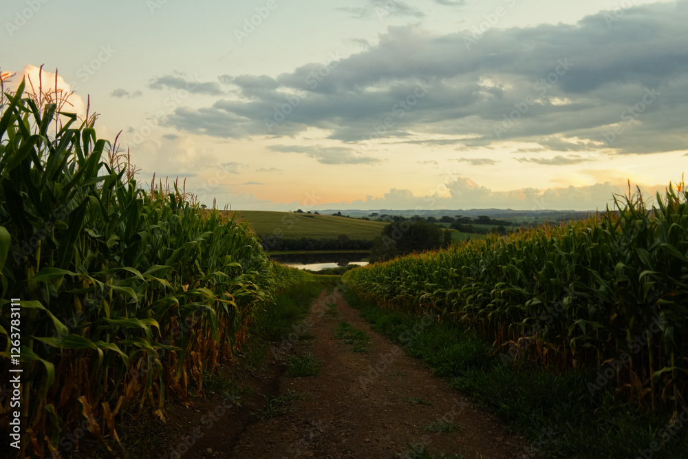 sunset over the field