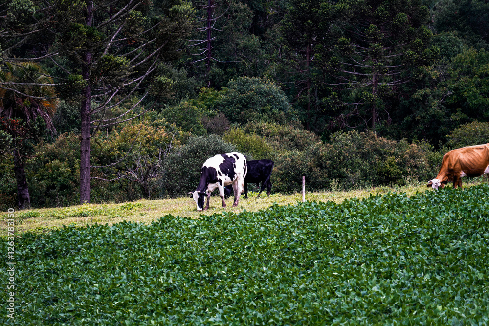 cow feed