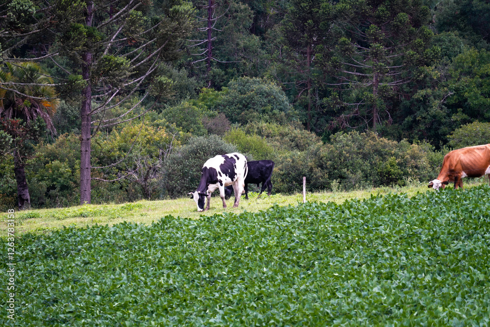 Cow in field