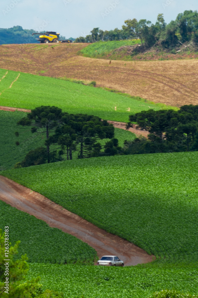 Soy Field