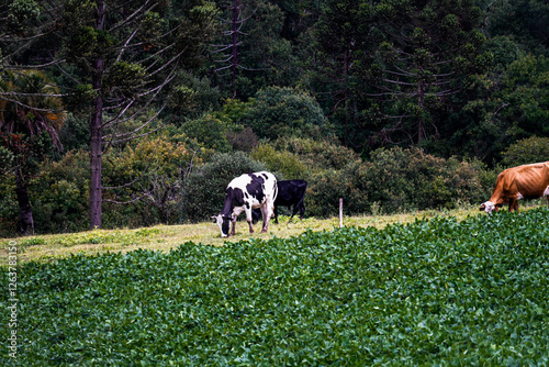 Obraz na płótnie cow feed w salonie