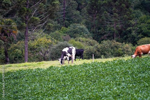 Obraz na płótnie Cow in field w salonie