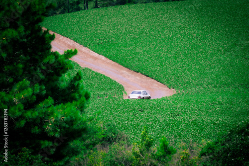 green grass field