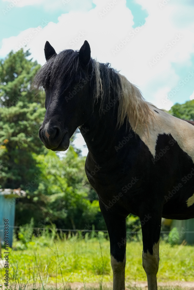 horse in the field