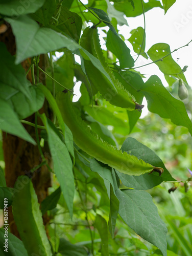 Fresh young winged beans on the tree, vegetables, sayur kecipir, vegetarian, plant, healthy food, delicious, nature, winged bean. Psophocarpus tetragonolobus photo