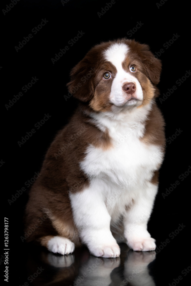 aussie puppy, 3 months old, neutral background
aussie puppy, 3 months old, neutral background