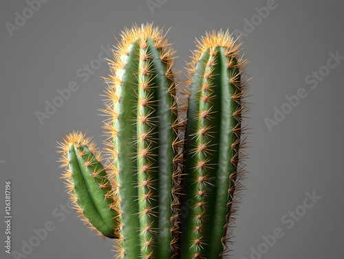 Close-up Photograph of Cereus Cactus with Spines photo