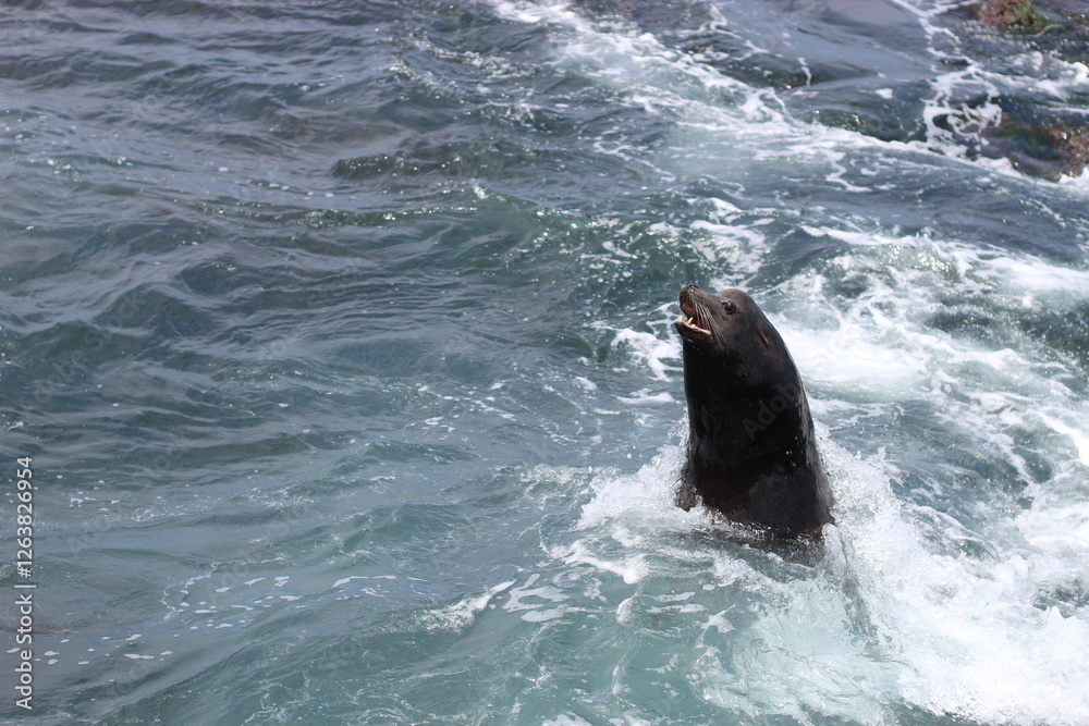 Obraz premium sea lion swimming in the ocean