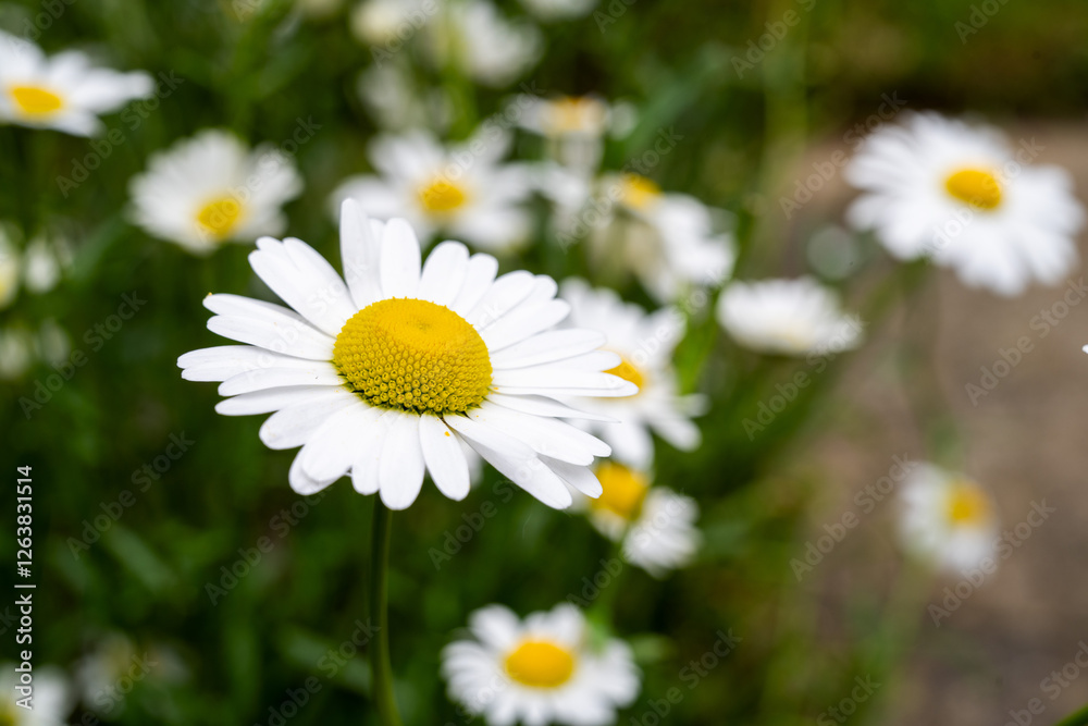 Chamomile daisy flowers slow movement, shallow depth of field. Chamomile daisy flowers slow movement, shallow depth of field.