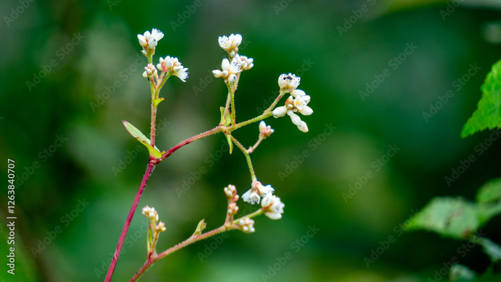 Persicaria chinensis (Polygonum chinense, creeping smartweed, Chinese knotweed). Has been used as Chinese traditional medicine to treat ulcer, eczema, stomachache, various inflammatory skin disease Persicaria chinensis (Polygonum chinense, creeping smartweed, Chinese knotweed). Has been used as Chinese traditional medicine to treat ulcer, eczema, stomachache, various inflammatory skin disease
