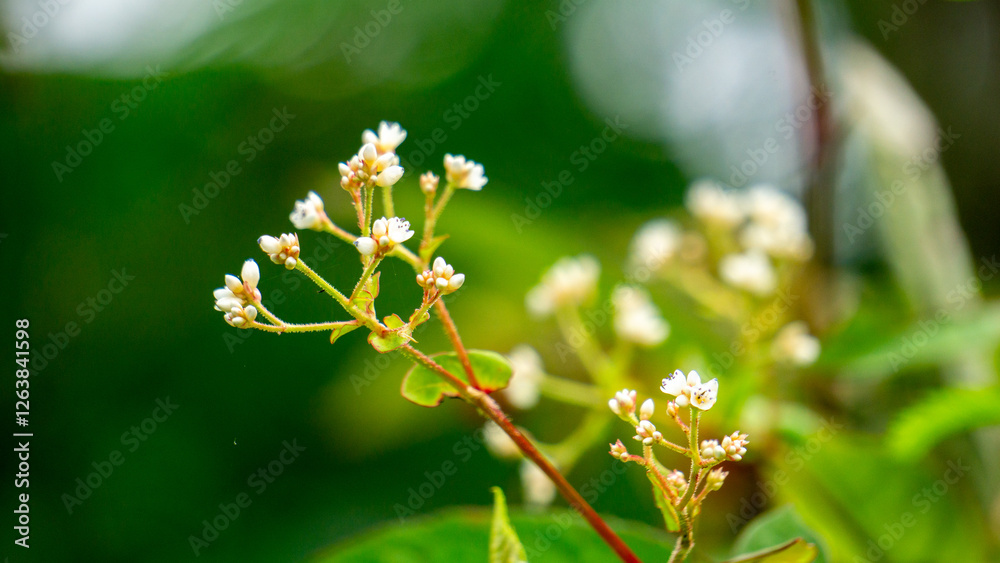 Persicaria chinensis (Polygonum chinense, creeping smartweed, Chinese knotweed). Has been used as Chinese traditional medicine to treat ulcer, eczema, stomachache, various inflammatory skin disease Persicaria chinensis (Polygonum chinense, creeping smartweed, Chinese knotweed). Has been used as Chinese traditional medicine to treat ulcer, eczema, stomachache, various inflammatory skin disease