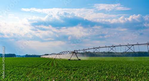 Drip irrigation system. Crop irrigation. Agriculture and farming. Irrigation system watering agricultural field in countryside. Organic vegetable farm. Water sprinkler irrigating field