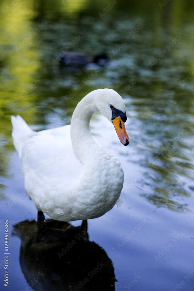 Fototapeta premium A beautiful swan with a yellow beak stands gracefully in water