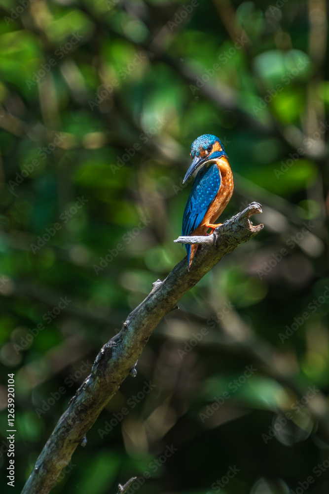Male common Kingfisher (Alcedo atthis) perching image with green background