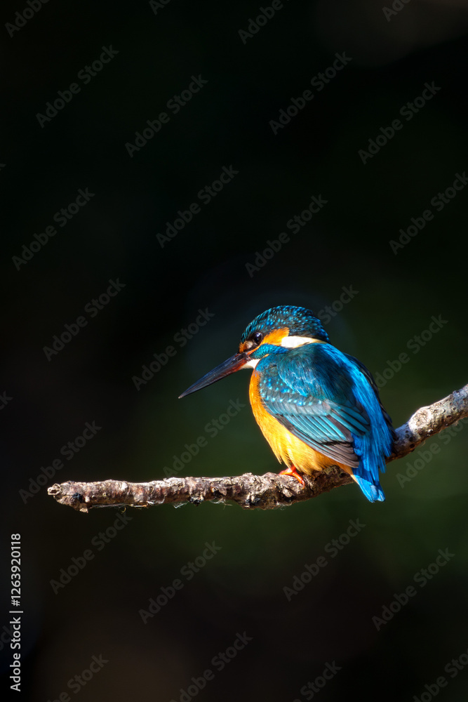 Male common Kingfisher (Alcedo atthis) perching image with black background