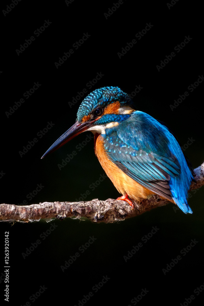 Male common Kingfisher (Alcedo atthis) perching image with black background