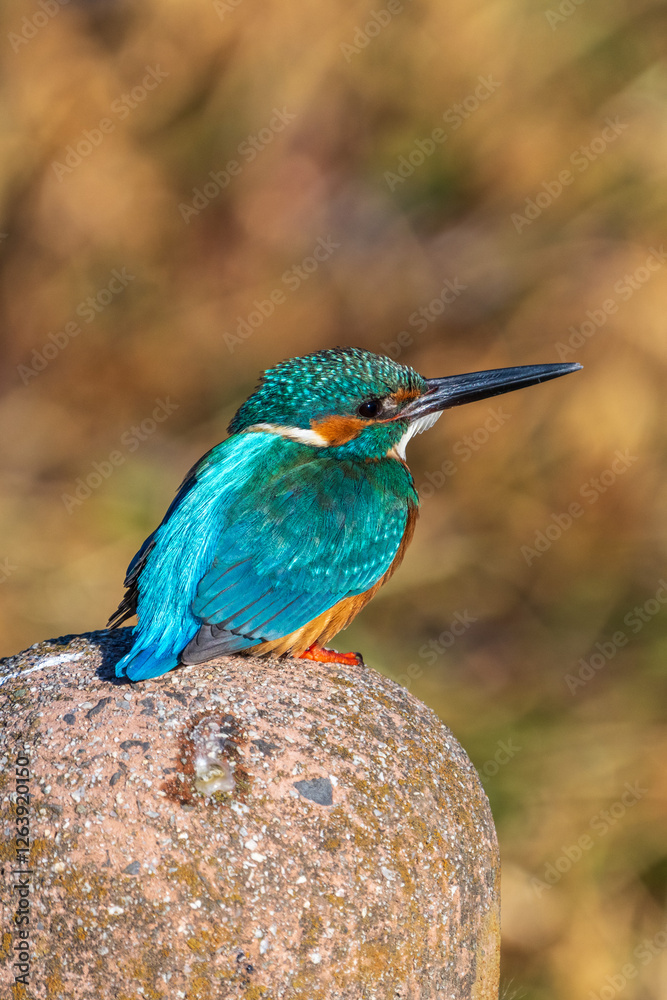 Male common Kingfisher (Alcedo atthis) perching image with brown background