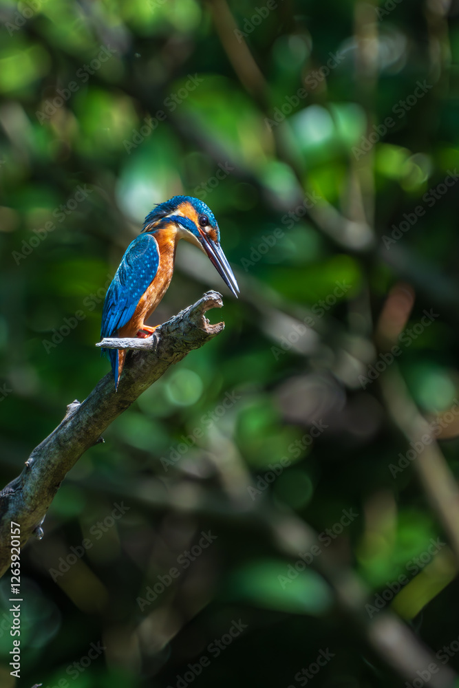 Male common Kingfisher (Alcedo atthis) perching image with green background