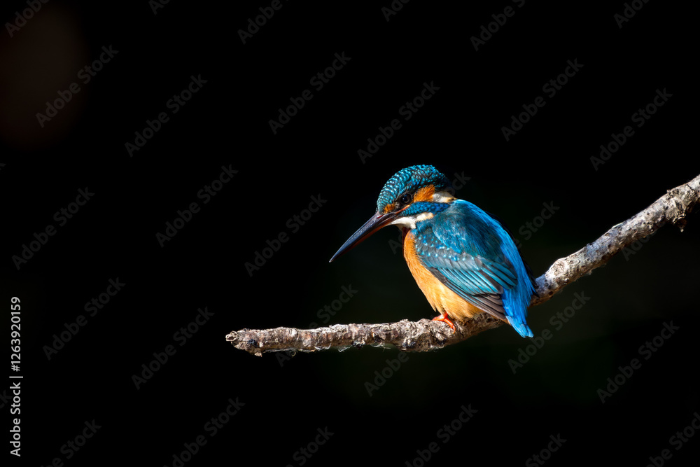 Male common Kingfisher (Alcedo atthis) perching image with black background